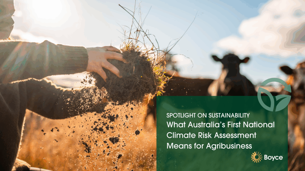 Person holding a clump of soil with grass roots in a sunlit paddock, with cows in the background, illustrating sustainable agriculture and climate risk assessment in Australia. Boyce logo and blog title overlayed.